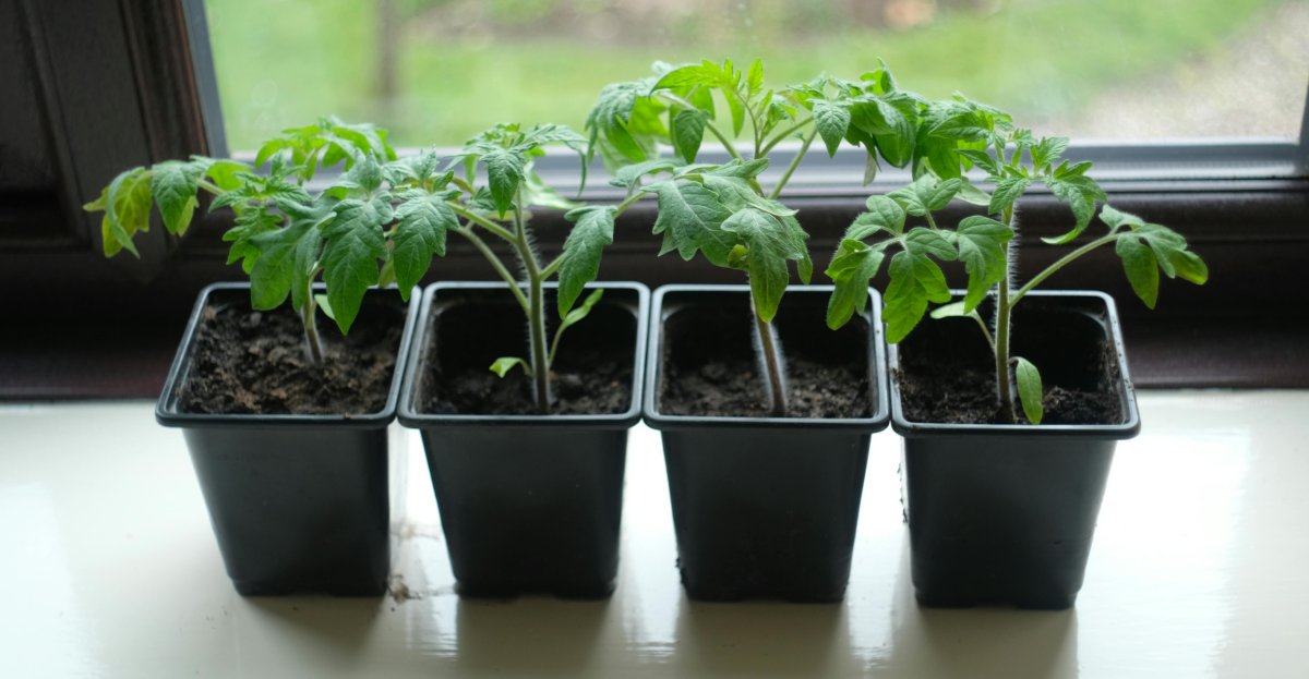Tomato Seedlings